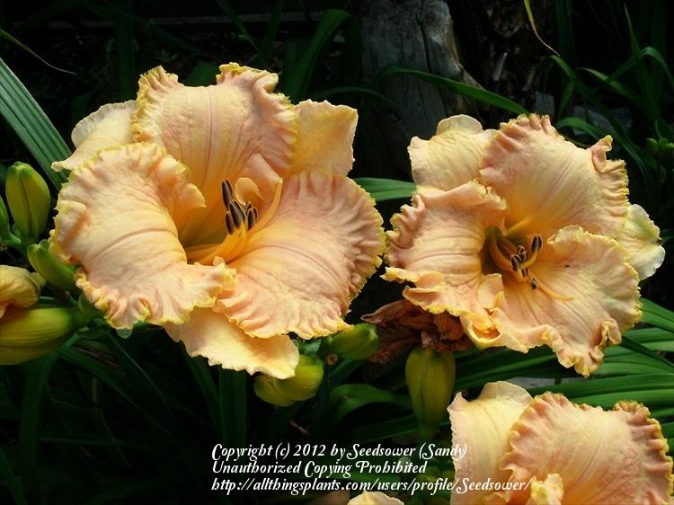 Photo of Daylily (Hemerocallis 'Inherited Wealth') uploaded by Seedsower