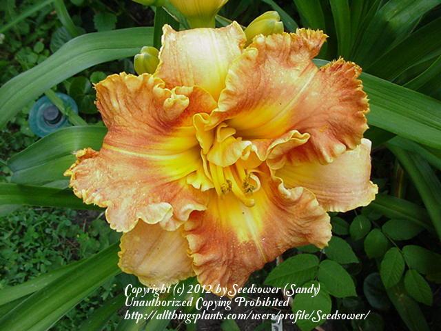 Photo of Daylily (Hemerocallis 'Rags to Riches') uploaded by Seedsower