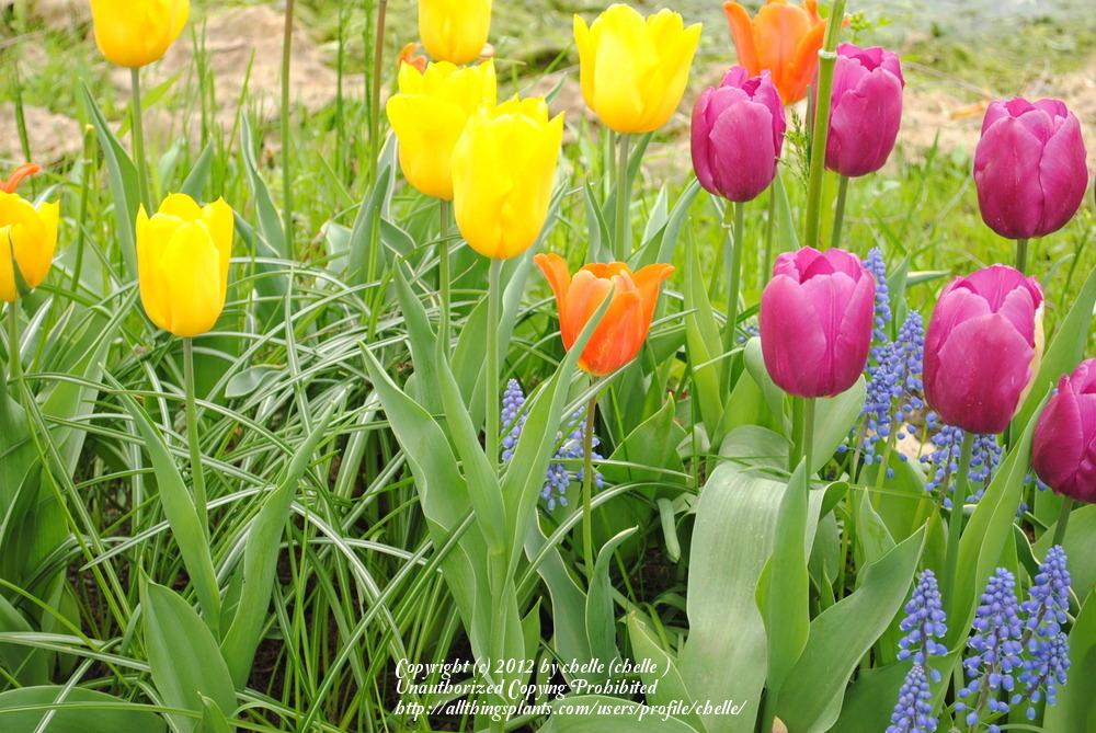 Photo of Tulips (Tulipa) uploaded by chelle