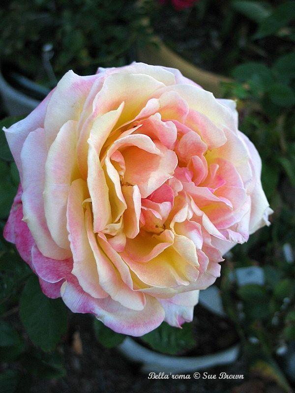 Photo of Rose (Rosa 'Bella'roma') uploaded by Calif_Sue