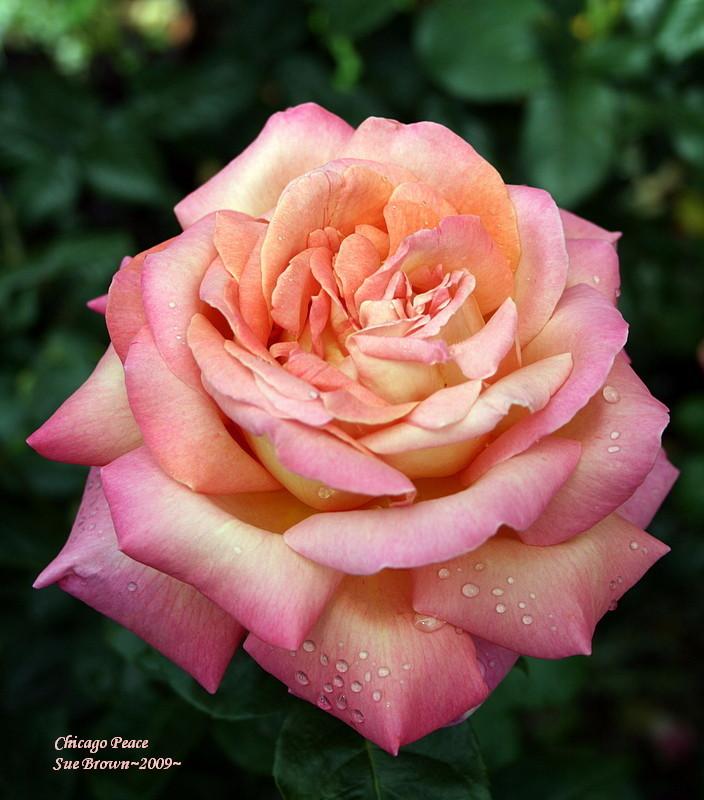 Photo of Rose (Rosa 'Chicago Peace') uploaded by Calif_Sue