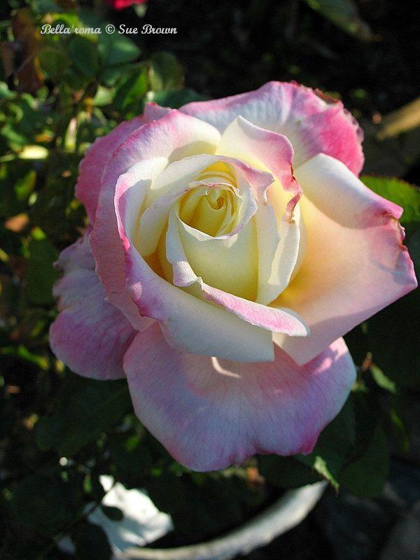 Photo of Rose (Rosa 'Bella'roma') uploaded by Calif_Sue