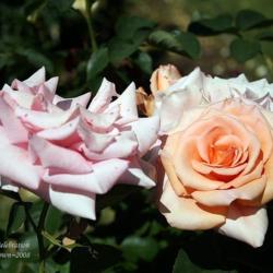 Location: San Jose Heritage Rose Garden
Date: 2008-05-22
Older blooms fade to a soft creamy pink