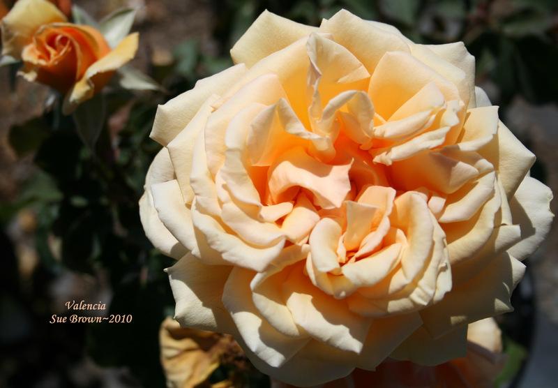 Photo of Rose (Rosa 'Valencia') uploaded by Calif_Sue