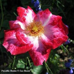 Location: San Jose Heritage Rose Garden
Date: 2007-09-28
