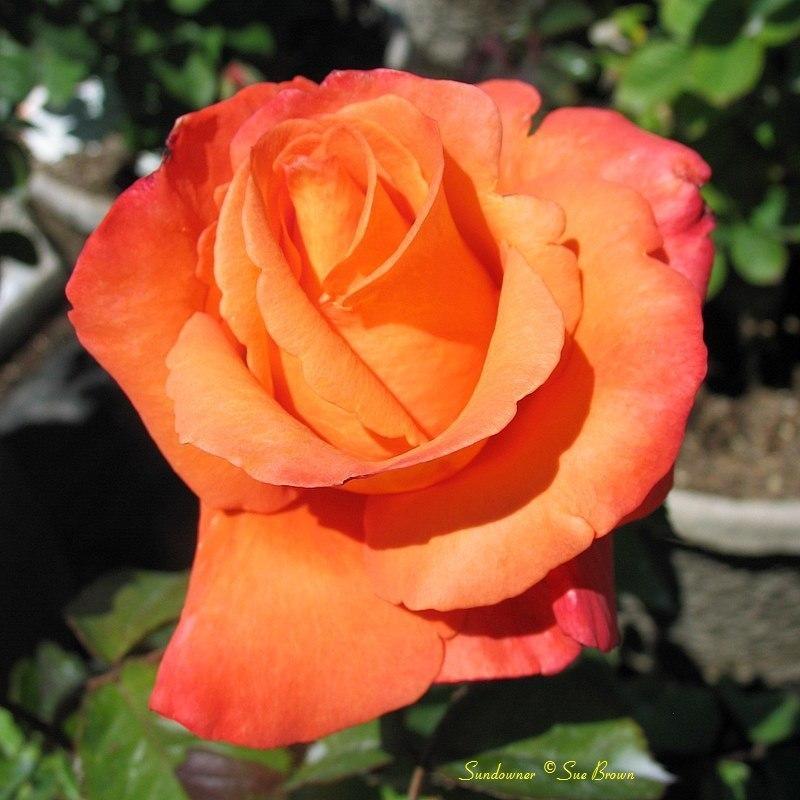 Photo of Rose (Rosa 'Sundowner') uploaded by Calif_Sue