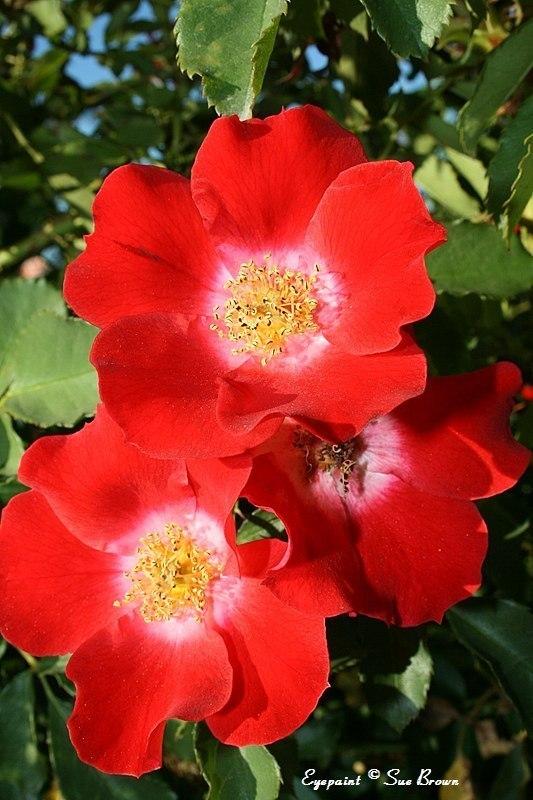 Photo of Rose (Rosa 'Eyepaint') uploaded by Calif_Sue