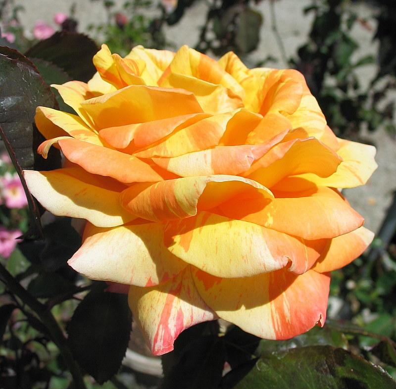 Photo of Rose (Rosa 'Tropical Sunset') uploaded by Calif_Sue