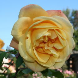 Location: San Jose Municipal Rose Garden
Date: 2009-10-15