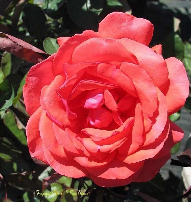 Photo of Rose (Rosa 'Fragrant Cloud') uploaded by Calif_Sue