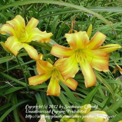 
Different kind of daylily