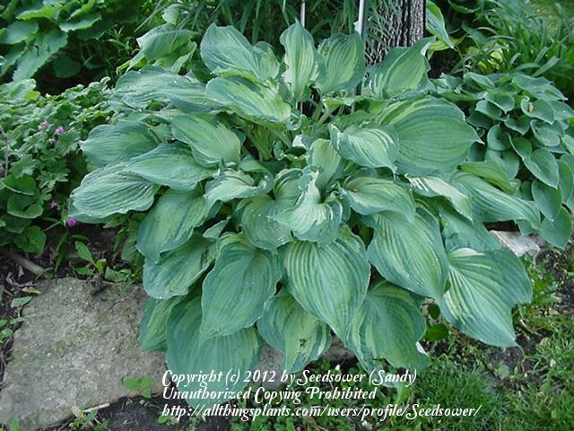 Photo of Hosta 'Guardian Angel' uploaded by Seedsower
