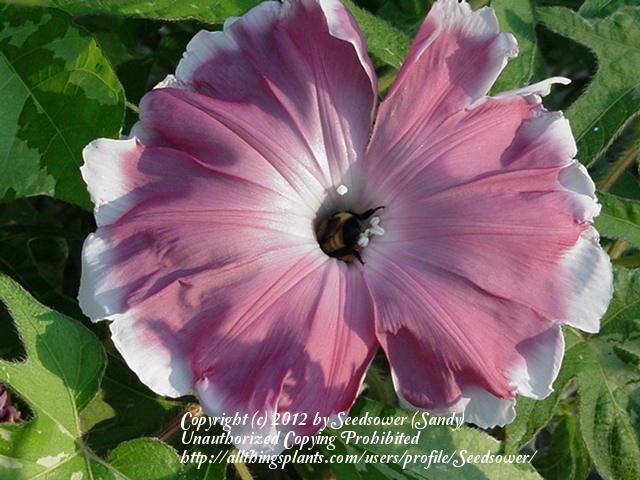 Photo of Japanese Morning Glory (Ipomoea nil 'Rose Silk') uploaded by Seedsower