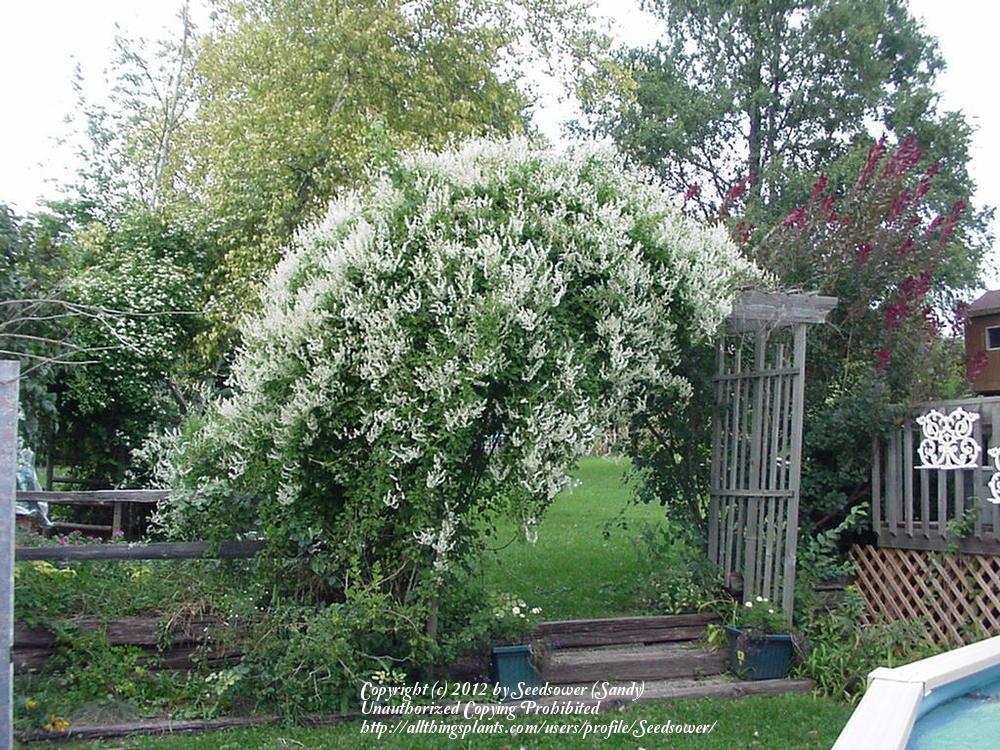 Photo of Silver Lace Vine (Fallopia baldschuanica) uploaded by Seedsower