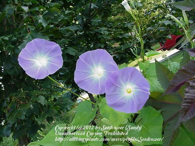 Photo of Morning Glory (Ipomoea tricolor 'Wedding Bells') uploaded by Seedsower
