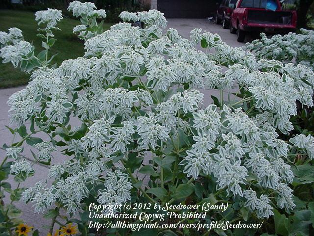 Photo of Snow on the Mountain (Euphorbia marginata) uploaded by Seedsower