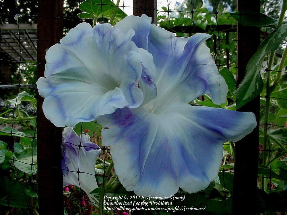 Photo of Blue Silk (Ipomoea nil 'Akatsuki no Tsuyu') uploaded by Seedsower