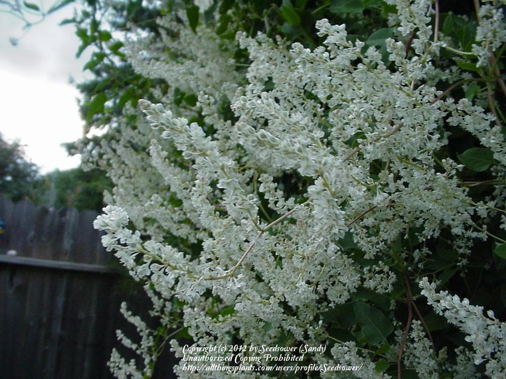 Photo of Silver Lace Vine (Fallopia baldschuanica) uploaded by Seedsower