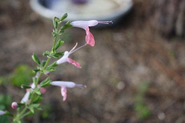 Photo of Hummingbird Sage (Salvia coccinea 'Coral Nymph') uploaded by gingin