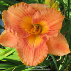 Location: Perfect Perennials Garden; York, Pa
Date: 2009-06-30