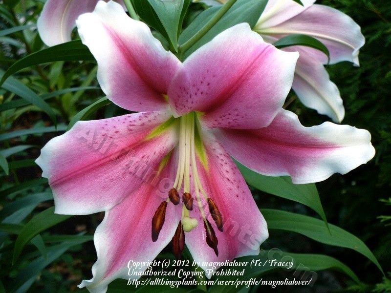 Photo of Lily (Lilium 'Pink Brilliant') uploaded by magnolialover
