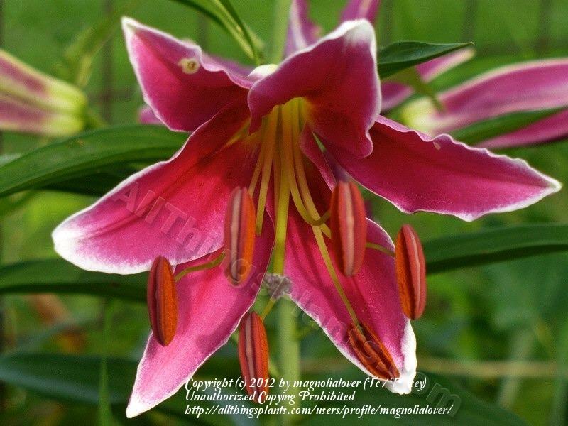 Photo of Lily (Lilium Cobra) uploaded by magnolialover