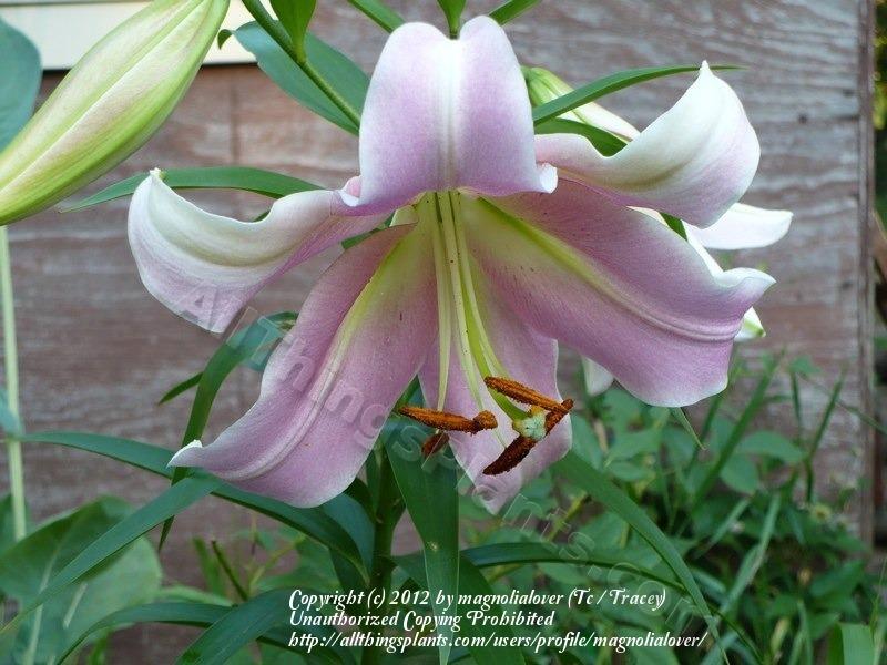 Photo of Lily (Lilium 'Maywood') uploaded by magnolialover