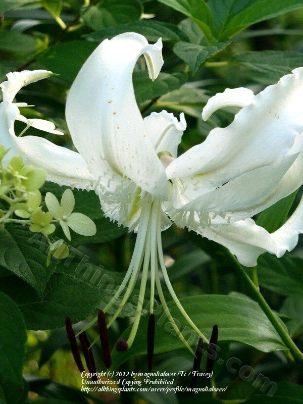 Photo of Lily (Lilium speciosum 'Album') uploaded by magnolialover