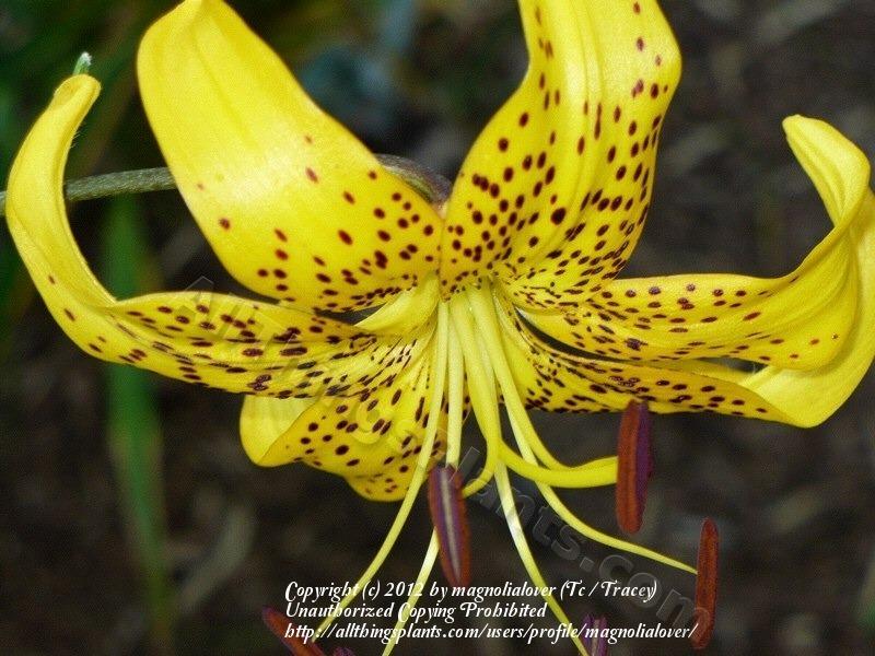 Photo of Lily (Lilium Citronella) uploaded by magnolialover