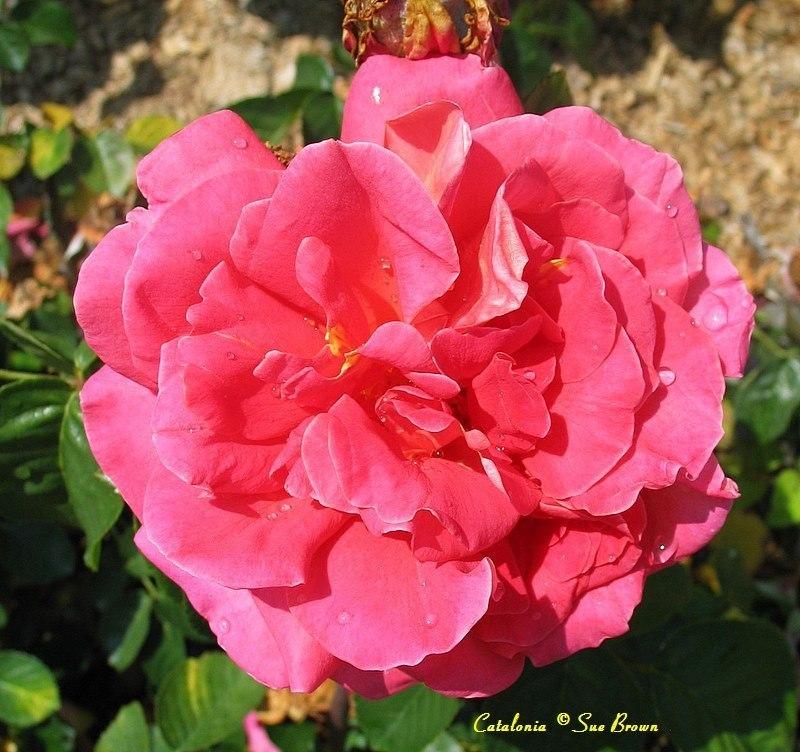 Photo of Rose (Rosa 'Catalonia') uploaded by Calif_Sue