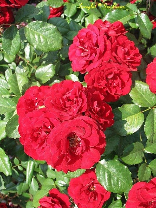 Photo of Rose (Rosa 'Lavaglut') uploaded by Calif_Sue