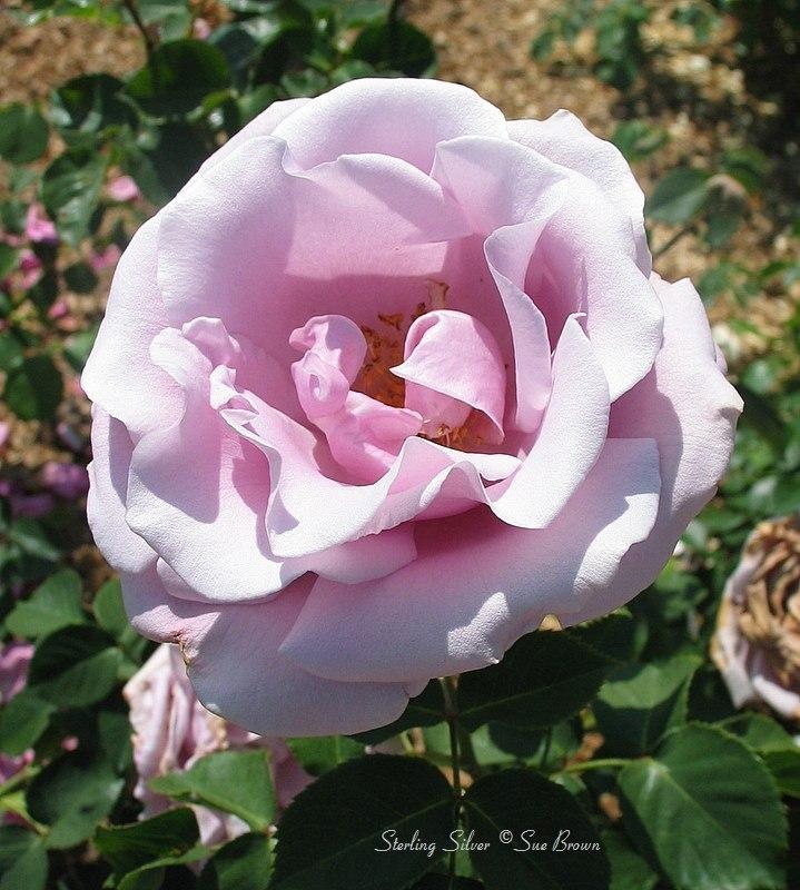 Photo of Rose (Rosa 'Sterling Silver') uploaded by Calif_Sue