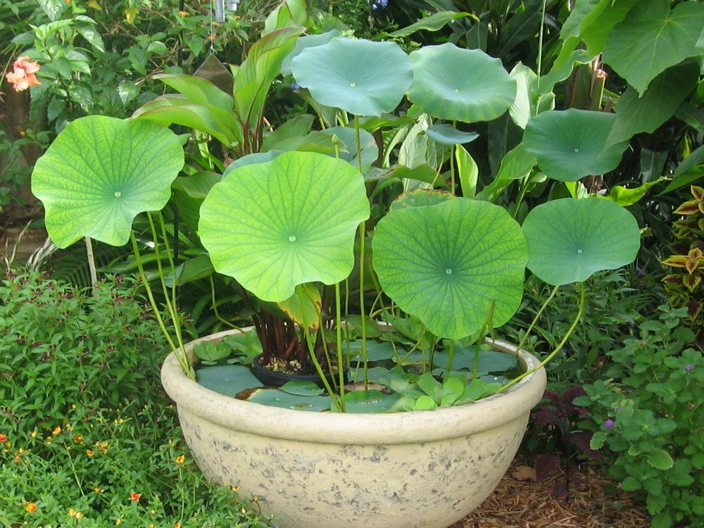 Photo of American Lotus (Nelumbo lutea) uploaded by GoneTropical