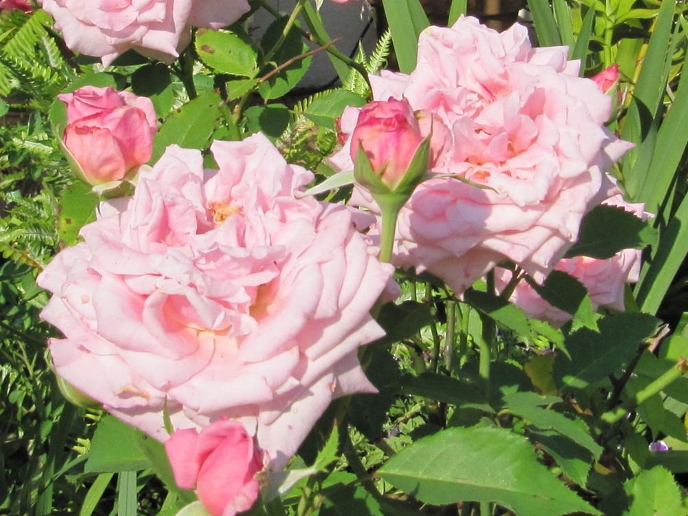 Photo of Rose (Rosa 'Belinda's Dream') uploaded by GoneTropical