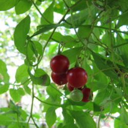 Location: Orlando Florida
Date: 2011-05-21
Solanum seaforthianum
