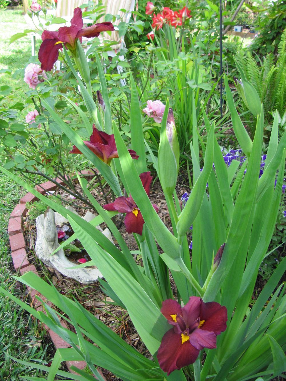 Photo of Louisiana Iris (Iris 'Ann Chowning') uploaded by GoneTropical