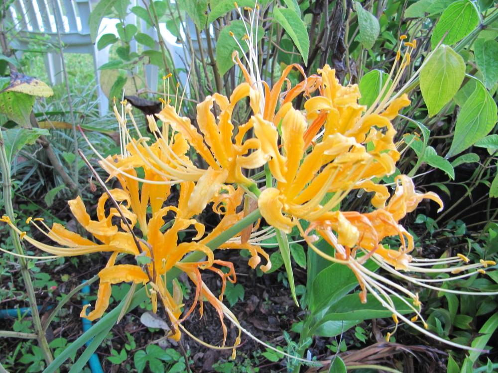 Photo of Golden Spider Lily (Lycoris aurea) uploaded by GoneTropical