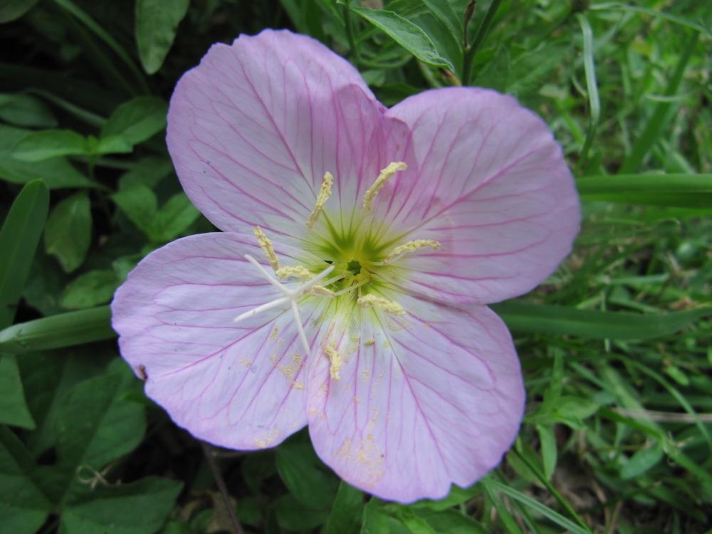 Photo of Pink Evening Primrose (Oenothera speciosa) uploaded by GoneTropical