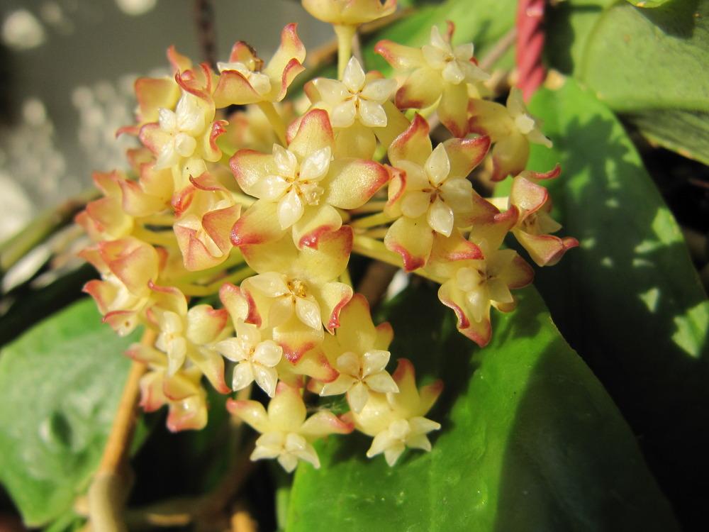 Photo of Wax Plant (Hoya crassicaulis) uploaded by GoneTropical