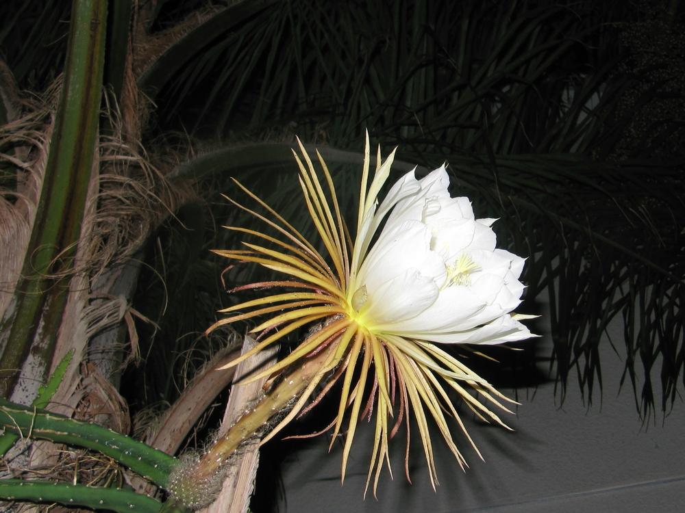 Photo of Queen of the Night (Selenicereus grandiflorus) uploaded by GoneTropical