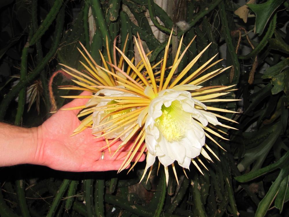 Photo of Queen of the Night (Selenicereus grandiflorus) uploaded by GoneTropical