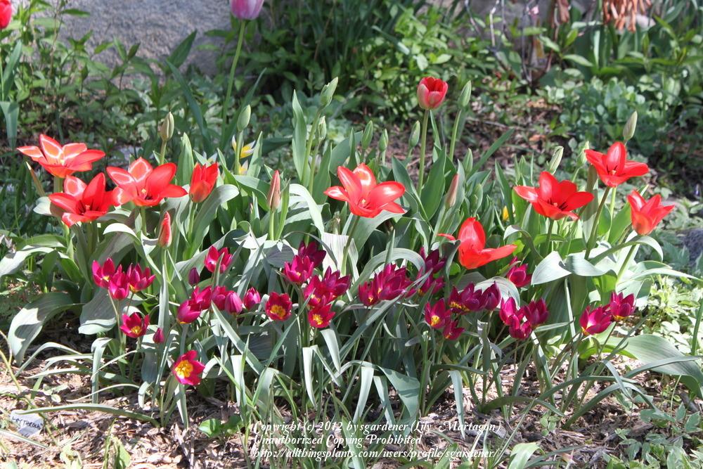 Photo of Tulips (Tulipa) uploaded by sgardener