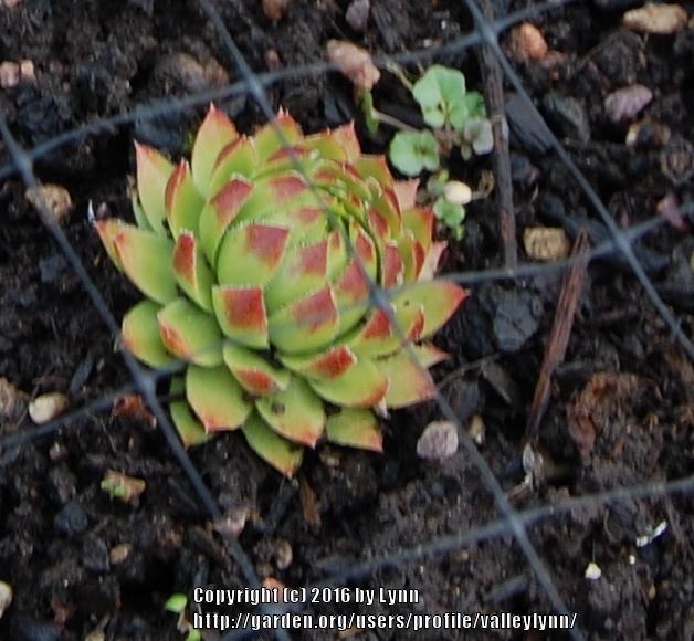 Photo of Rollers (Sempervivum globiferum subsp. hirtum 'Borealis') uploaded by valleylynn