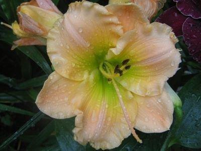 Photo of Daylily (Hemerocallis 'Our Friend Sally') uploaded by vic