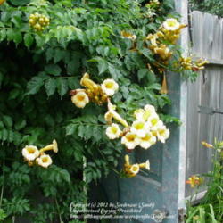 
Yellow trumpet vine dies off and then comes back in a couple of y