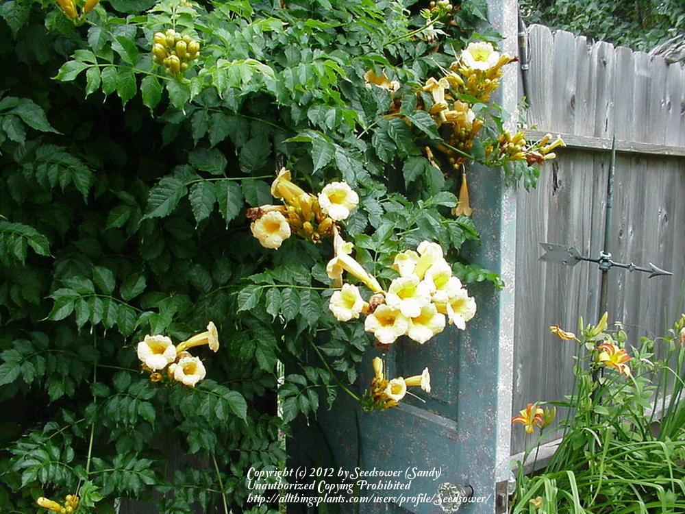 Photo of Yellow Trumpet Vine (Campsis radicans 'Flava') uploaded by Seedsower