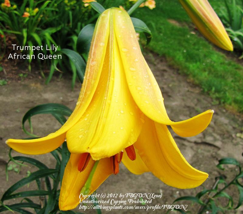 Photo of Lily (Lilium African Queen) uploaded by TBGDN