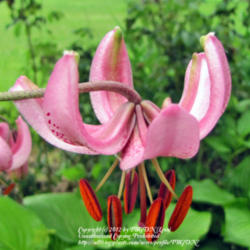 Location: Our Perennial Gardens
Date: June 8, 2010
Martagon Lily In Shade