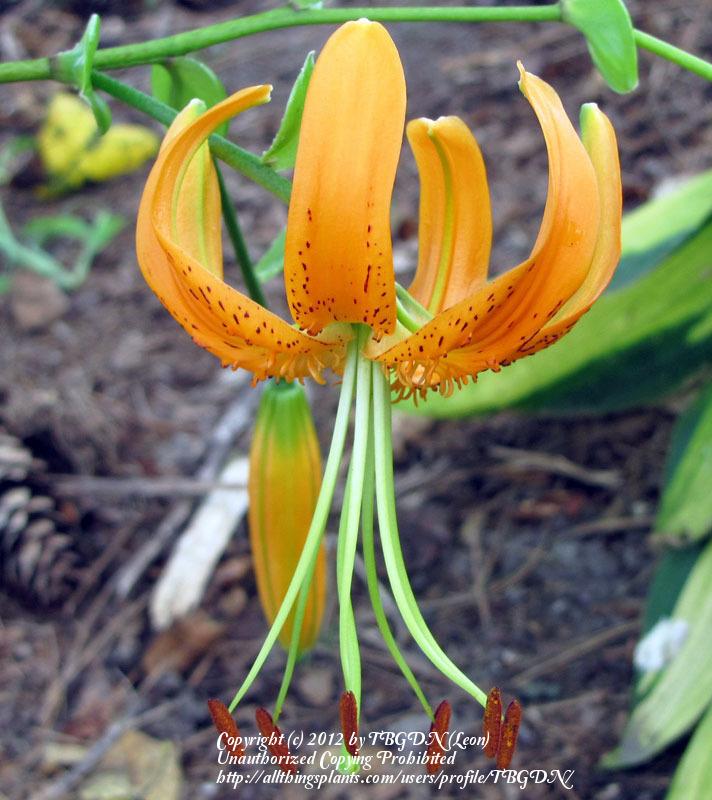 Photo of Henry's Lily (Lilium henryi) uploaded by TBGDN