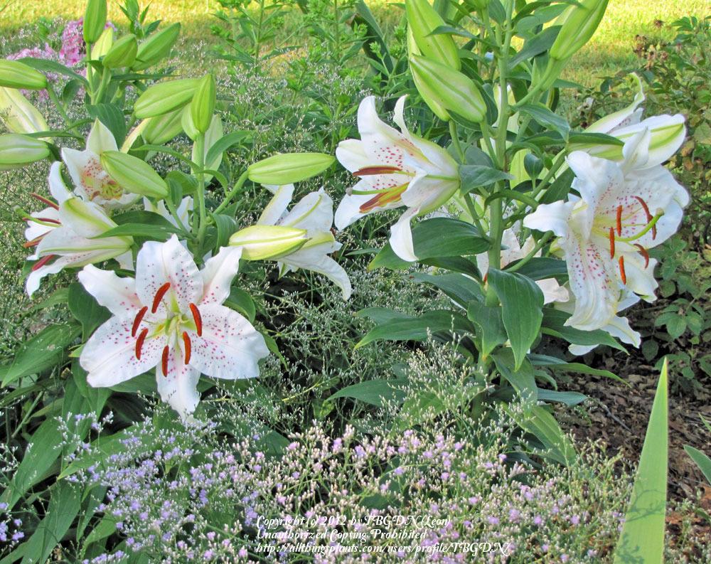 Photo of Oriental Lily (Lilium 'Muscadet') uploaded by TBGDN